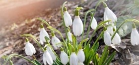 Cheat Your Way to a Beautiful Garden