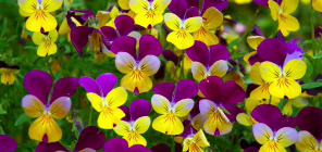 25 Top Tips for Making the Most of your Garden This Winter