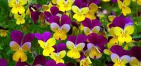 25 Top Tips for Making the Most of your Garden This Winter