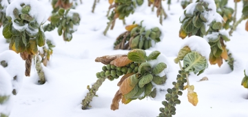 Green Fingered in Winter: The Ultimate Guide to Houseplants