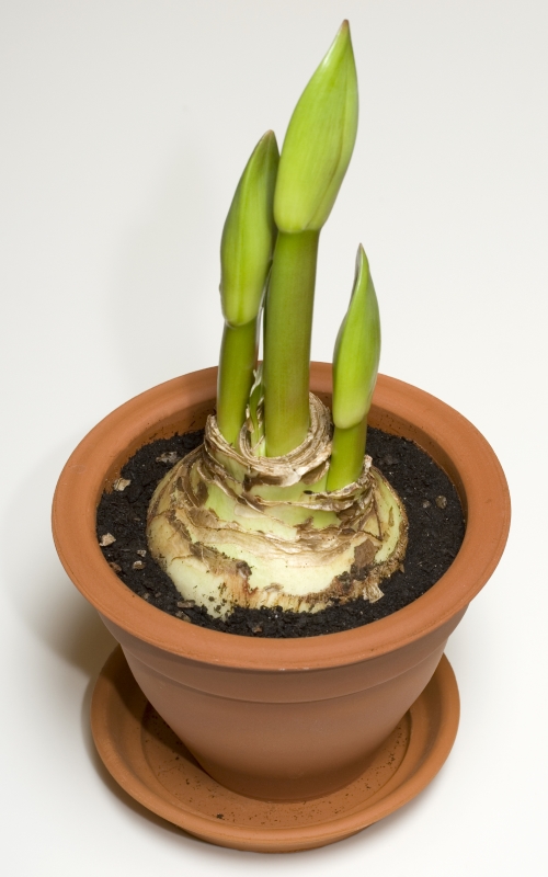 A plant in a pot growing from its bulb