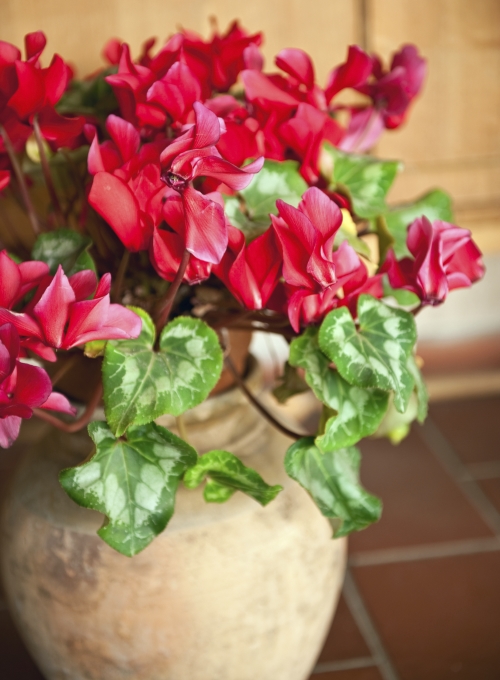 A red cyclamen in a pot