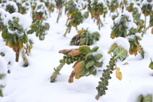 A garden in the snow